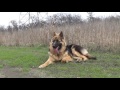 10 Month old German Shepherd 105 Pounds