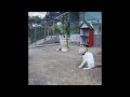 🙀😂 Best Cats Videos 😆😹 Funny Animal Videos 2024 #16