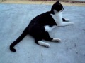 Oreo the cat enjoys the Florida sunshine!