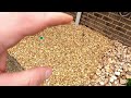 Mulch Glue for Pea Gravel ☀️ (S4E3)