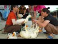 Harvest Ducks After 3 Months of Raising Goes To Market Sell - Repair Duck Coop And Buy Ducklings