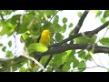 Bird Chirping Sound - 24 Hours (No Music),  Stress Relief, Calming Sounds, Birds Chirping