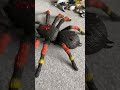 BIRDS VS SPIDERS PT 2!