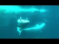 Beluga whales @ sea world San Diego