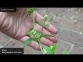 What Agastache foeniculum (Anise Hyssop) Looks Like in Every Season: From Seed to Established Plant