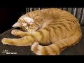 Playful, adorable moments of cats under soothing, relaxing music, Lull the cat to sleep - Cat Music