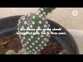 how to care for bunny ear cactus/plant care tips in tamil with English subtitles