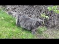 Fluffy Cat Eats Grass After Rainy Week Inside - Backyard Adventures #2