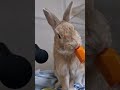 rabbit eating delicious carrot asmr