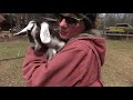 Baby Goat Loves Jumping into my Wife's Arms for Hugs!