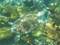 usvi turtle one