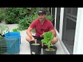 MiracleGro VS Pee: Which Fertilizer Is Better? Surprising Results!
