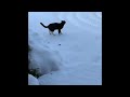 Kitty in the snow