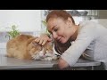 Cat Whisperer Secrets   How to Make Any Cat Like You