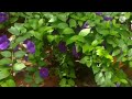 thunbergia erecta/flowering plant