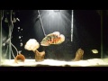 Oscar fish tank update