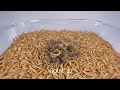 10 000 Mealworms vs VENUS FLYTRAP