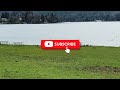 Canadian Geese at Dexter Lake's Boat Docks