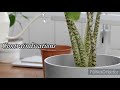 Snake Plant: The Easy-Care Houseplant for Beginners