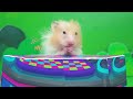 What happend? Hamster Family Turned into Zombie Finger Family | Funny Hamster Stories | SC Hamster