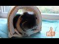How To Make a Guinea Pig Foam Tunnel