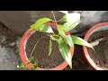 how to grow bay leaves (tej patta) ||तेजपत्ता का पौधा गमले में कैसे लगाएं