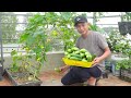 Secrets of Growing Cucumbers With Many Fruits, From A To Z, Harvest After Only 1 Month