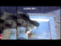 Great Dane Bowie drinks at water fountain (Funny!)