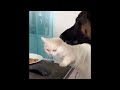FUNNY CATS Will Cheer You UP! Funny Cat Videos