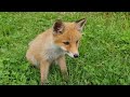 BABY Fox in the garden - Młody lisek w ogrodzie - EPISODE 3