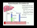Anatomy | Enterohepatic Circulation EXPLAINED