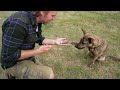 Teach your dog 'PAW'