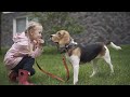 10 HOURS of Dog Calming Music🐶💖Anti Separation Anxiety Relief Music🦮🎵 Music For Dogs🎵DOG TV