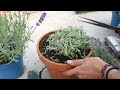 How to Plant Lavender: Top Tips!! - Lavender World