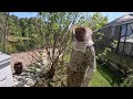 Moving Newly Trapped Honeybee Swarm into their Hive Home