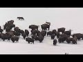 Yellowstone Rescue Creek Wolf Pack surrendering a bison herd (March 2024)