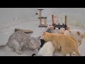 Funniest Cats 🐱 Best Funny Cats Videos 🤣😆
