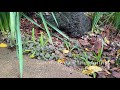HOW TO GROW IRIS FROM BULBS (DUTCH IRIS) | BIRDOFPARADISE