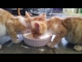 Funny kittens hungry kittens