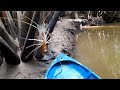 Sungai Angker ‼️ strike udang betina
