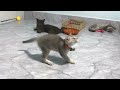 Try Not To Laugh Challenge🥰Funny and Cute CAT Videos Compilation 2024😺🐶Part 14