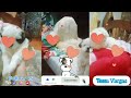 Meet my Puppies #petlovers #views_viral_video_subscribers_grow