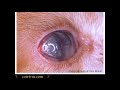 FELINE UVEITIS, ANISOCORIA DIFFERENTIAL DIAGNOSES: DOES TOMMY HAVE DRY FIP?  Part 3.