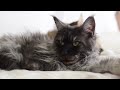 9 Things I Wish I Knew Before Getting Maine Coons