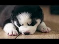Baby Husky Siberian Puppy - Sleep Music, Relaxing music for Dogs