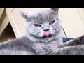 My Blue British Shorthair Kitten licking me