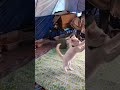 camping cat