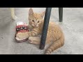 Best Ever Cute Cat Funny Video 2023 #4 try not to laugh 🤣