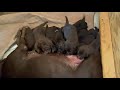 24 day old Lab pups nursing