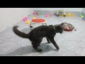 The Funniest Dogs and Cats Videos 2024 To Crack You Up All Long Day #2